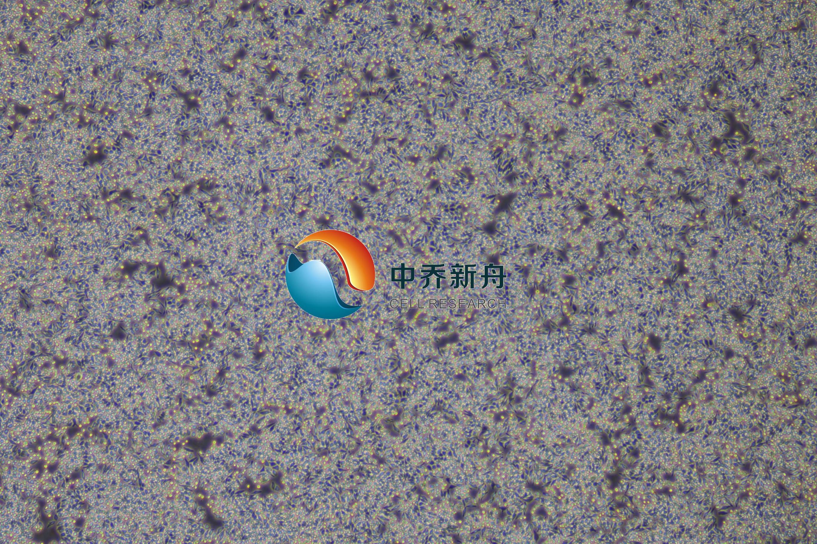HD11鸡巨噬细胞