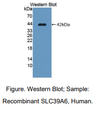 人溶质载体家族39成员6(SLC39A6)多克隆抗体