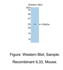 小鼠白介素33(IL33)多克隆抗体