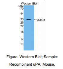 小鼠尿激酶型纤溶酶原激活因子(uPA)多克隆抗体
