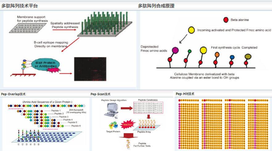 多肽阵列芯片合成