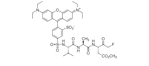 胱天蛋白酶Caspase抑制剂 SRB-VAD-FMK(Sulforhodamine B-VAD-FMK)