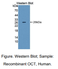 https://msimg.bioon.com/bionline/goods-no-pic.png