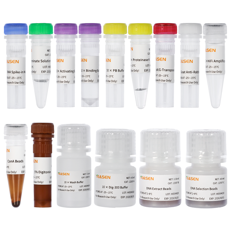 Hieff NGS® In-Situ DNA Binding Profiling Library Prep Kit for Illumina® V2
