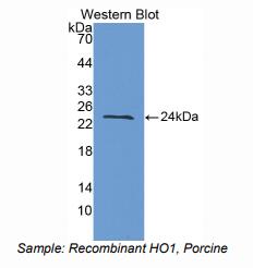 猪血红素氧合酶1(HO1)多克隆抗体