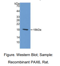 大鼠配对框基因6(PAX6)多克隆抗体