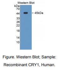 人隐色素1(CRY1)多克隆抗体
