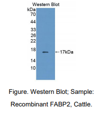 牛肠型脂肪酸结合蛋白(FABP2)多克隆抗体
