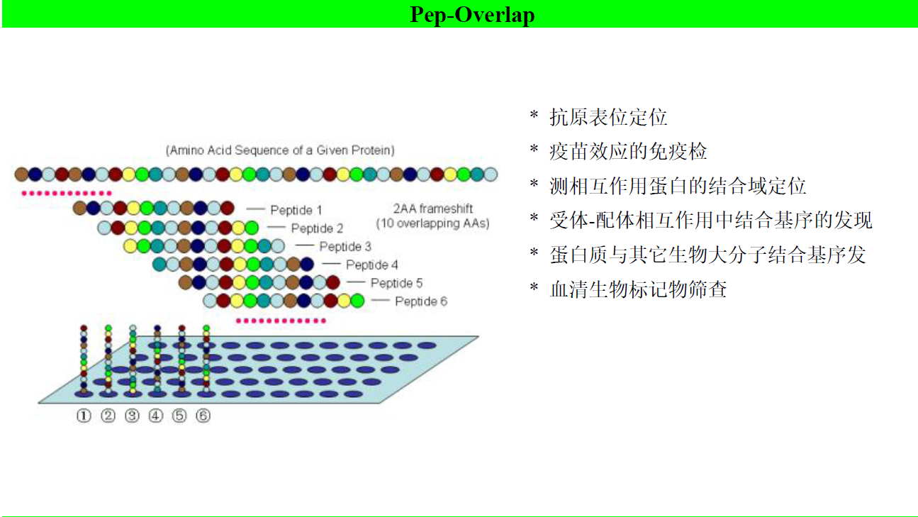 多肽阵列芯片合成 生物芯片 蛋白-蛋白相互作用的研究 