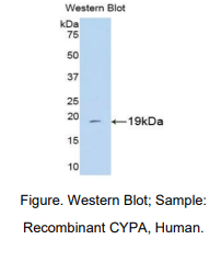 人亲环素A(CYPA)多克隆抗体