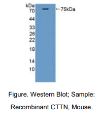 小鼠皮层肌动蛋白(CTTN)多克隆抗体