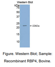 牛视黄醇结合蛋白4(RBP4)多克隆抗体