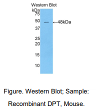 小鼠皮肤桥蛋白(DPT)多克隆抗体