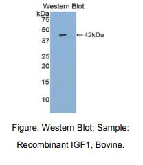 牛胰岛素样生长因子1(IGF1)多克隆抗体