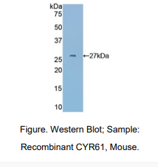 小鼠半胱氨酸丰富血管生成诱导因子61(CYR61)多克隆抗体