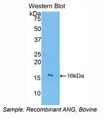 牛血管生长素(ANG)多克隆抗体