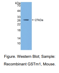 小鼠谷胱甘肽S转移酶μ1(GSTM1)多克隆抗体