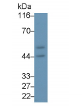 https://msimg.bioon.com/bionline/goods-no-pic.png