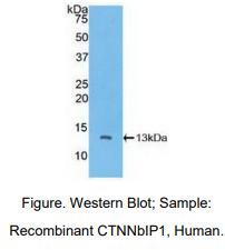 人连环蛋白β相互作用蛋白1(CTNNbIP1)多克隆抗体