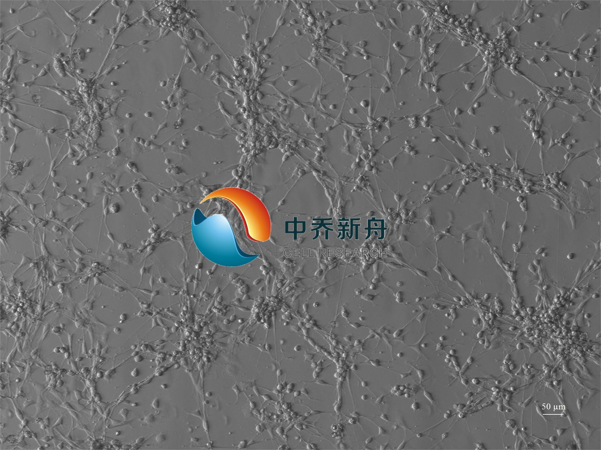 大鼠背根神经节细胞