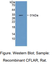 大鼠含CASP8和FADD样凋亡调节因子(CFLAR)多克隆抗体