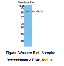 小鼠氢/钾离子交换ATP酶α肽(ATP4a)多克隆抗体