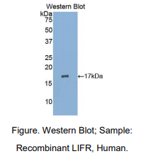 人白血病抑制因子受体(LIFR)多克隆抗体