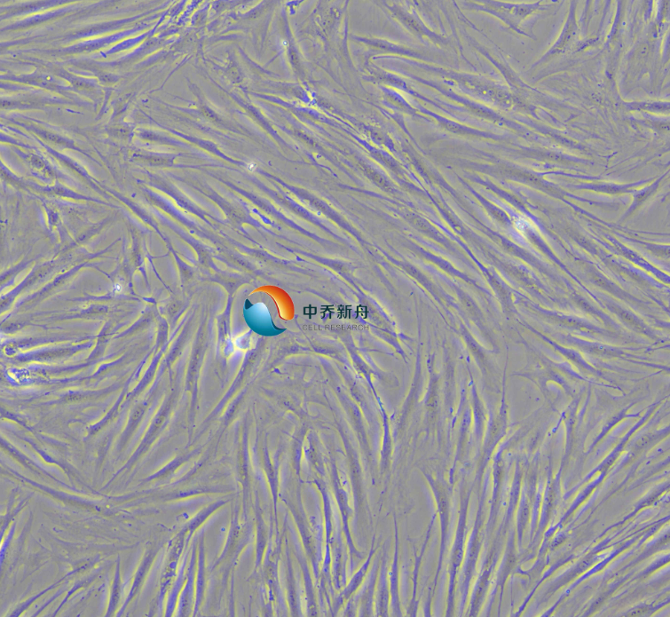 人乳腺浸润性导管癌旁皮肤细胞