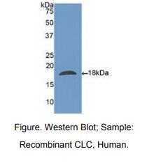 人夏科雷登氏结晶蛋白(CLC)多克隆抗体