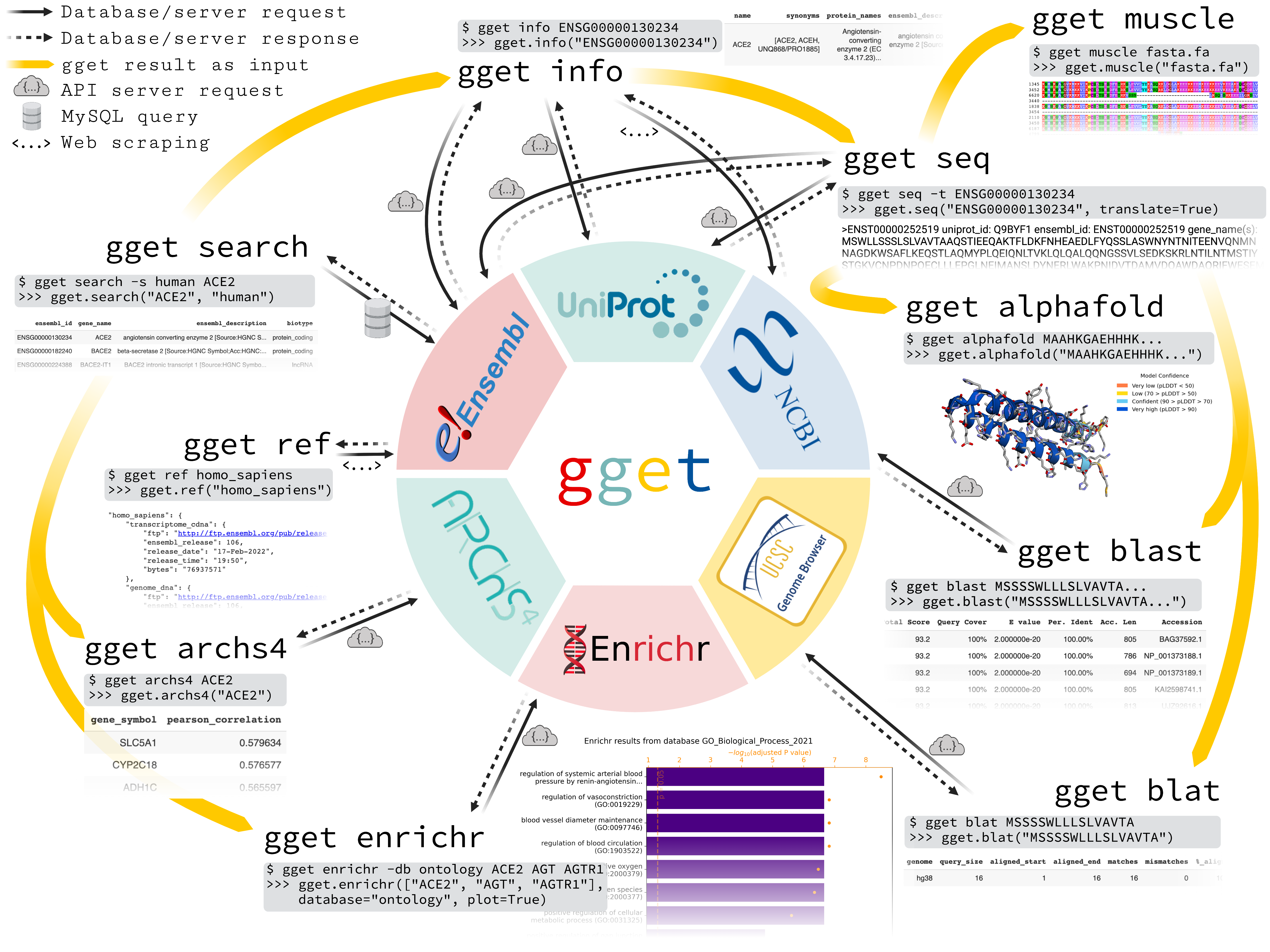 gget-查询基因组参考数据库