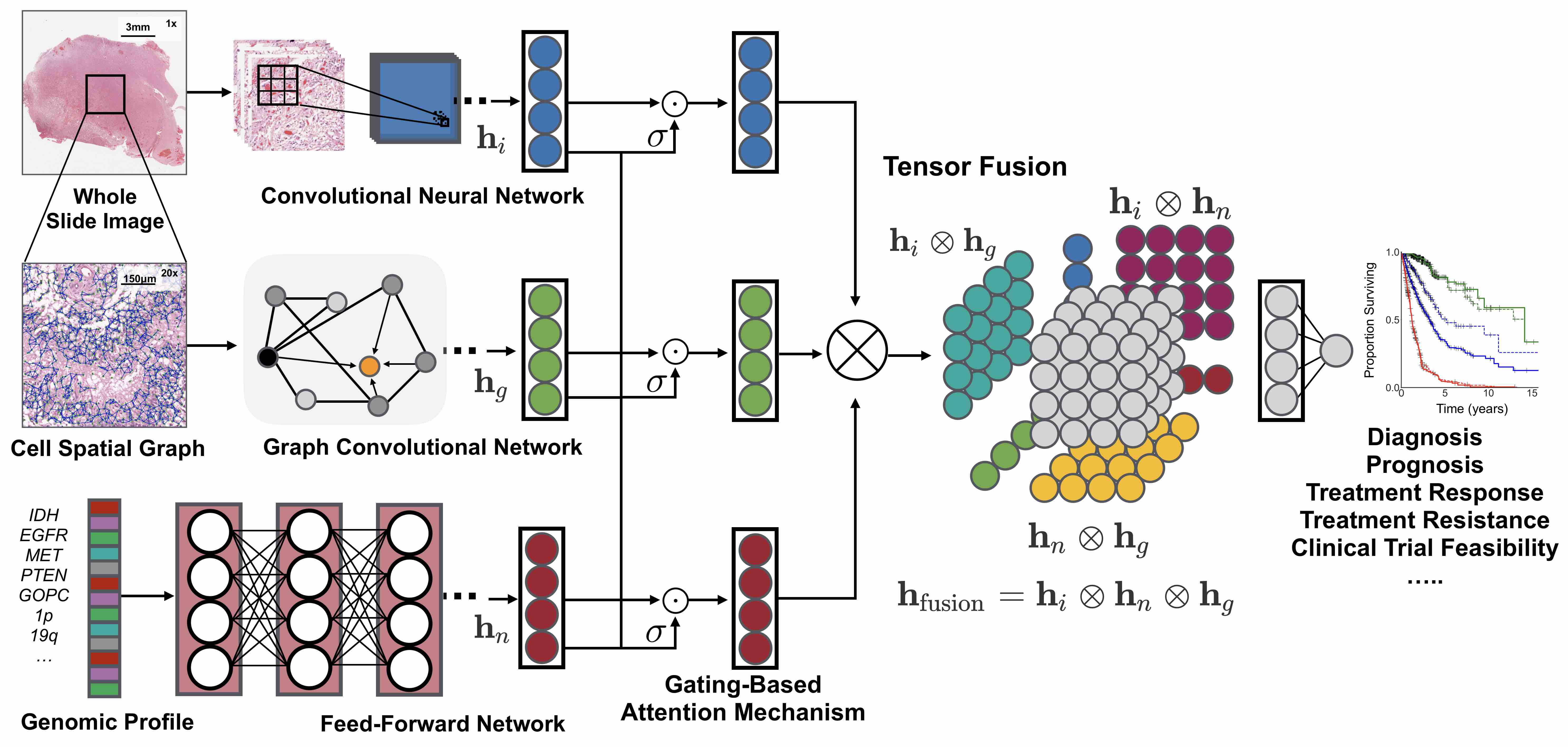 PathomicFusion