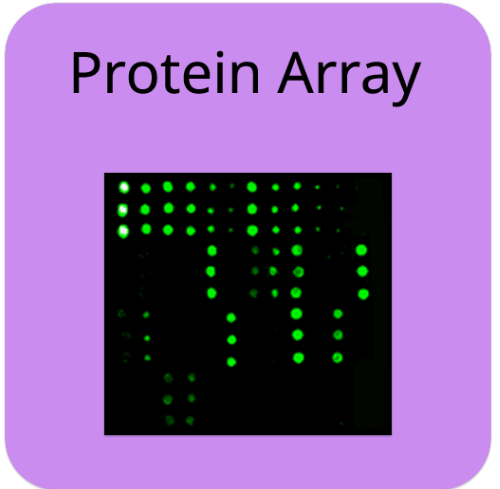 Porcine Protein Array G1