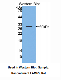 大鼠层粘连蛋白β3(LAMb3)多克隆抗体