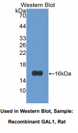 大鼠半乳糖凝集素1(GAL1)多克隆抗体