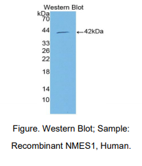 人食管特定正常黏膜蛋白1(NMES1)多克隆抗体