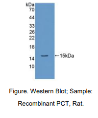 大鼠降钙素原(PCT)多克隆抗体
