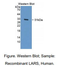 https://msimg.bioon.com/bionline/goods-no-pic.png