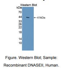 人脱氧核糖核酸酶Ⅱ(DNASEII)多克隆抗体