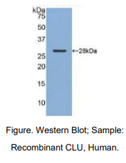 人簇集蛋白(CLU)多克隆抗体