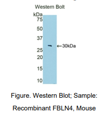 小鼠衰老关键蛋白4(FBLN4)多克隆抗体