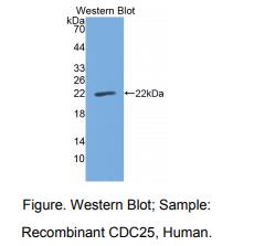 人细胞分裂周期因子25(CDC25)多克隆抗体