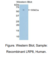 人低密度脂蛋白受体相关蛋白8(LRP8)多克隆抗体
