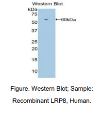 https://msimg.bioon.com/bionline/goods-no-pic.png