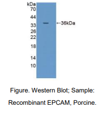 猪上皮细胞粘附分子(EPCAM)多克隆抗体