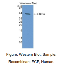 人嗜酸粒细胞趋化因子(ECF)多克隆抗体