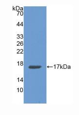 人膜联蛋白A3(ANXA3)多克隆抗体