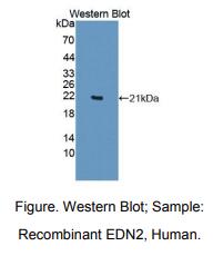 人内皮素2(EDN2)多克隆抗体