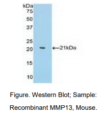 小鼠基质金属蛋白酶13(MMP13)多克隆抗体
