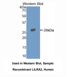 https://msimg.bioon.com/bionline/goods-no-pic.png