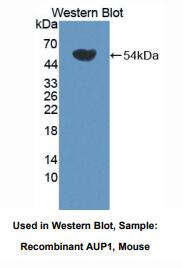 小鼠原始广泛存在蛋白1(AUP1)多克隆抗体